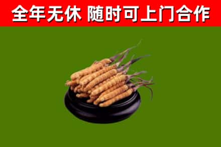 西丰县回收冬虫夏草