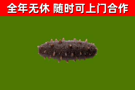 西丰县回收海参干